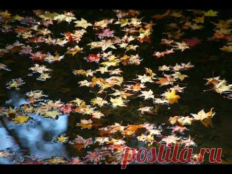 Устал от бега ветер буйный#Авторская песня - YouTube
Устал от бега ветер буйный,
В траву высокую упал,
Журчит ручей хрустале-струйный,
И исполняет свой вокал

Дождя текут по листьям слезы,
И осень зелень золотит,
Спят обнаженные березы,
И пруд осенний тихо спит...

Под тучами, крик поднимая,
Летят куда-то стаи птиц,
И над главою пролетая,
Не знают никаких границ...

Кружатся листья в вальсе чудном,
Последний танец исполняя,
В пруду зеркально-изумрудном
Корабликами проплывая...