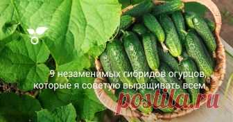 9 незаменимых гибридов огурцов, которые я советую выращивать всем Без огурцов я не представляю свой огород. Ранние огурчики мы очень ждем, их невозможно даже сравнивать с огурцами из супермаркета. Поэтому стараемся обойтись своим урожаем. К выбору сортов огурца я отношусь очень ответственно, стараюсь их подобрать так, чтобы урожай созревал как можно раньше, а  пло