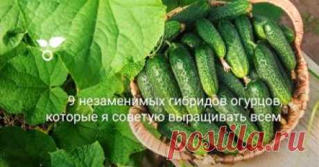 9 незаменимых гибридов огурцов, которые я советую выращивать всем Без огурцов я не представляю свой огород. Ранние огурчики мы очень ждем, их невозможно даже сравнивать с огурцами из супермаркета. Поэтому стараемся обойтись своим урожаем. К выбору сортов огурца я отношусь очень ответственно, стараюсь их подобрать так, чтобы урожай созревал как можно раньше, а  пло