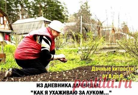 Из дневника дачницы: как я ухаживаю за луком