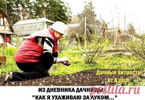 Из дневника дачницы: как я ухаживаю за луком