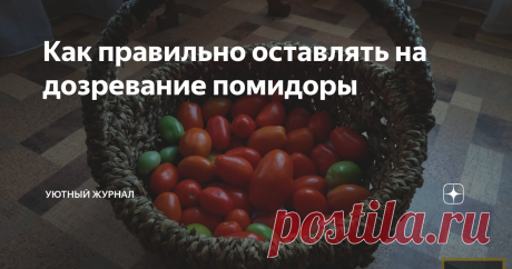 Как правильно оставлять на дозревание помидоры К сожалению, в нашем климате, когда холода не прекращаются, достаточно сложно дождаться созревания помидоров на ветке.