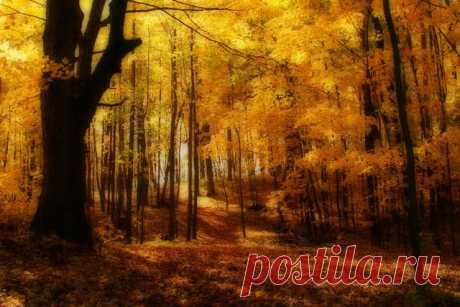 Autumn Gold by establ (Photo) | Weather Underground