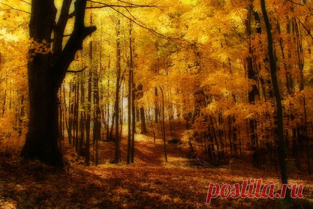 Autumn Gold by establ (Photo) | Weather Underground