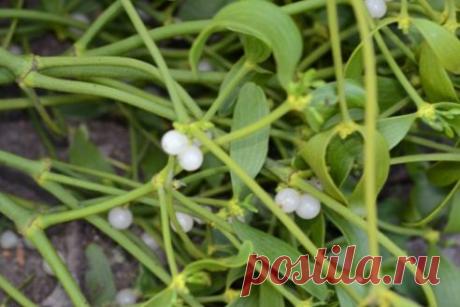 Полив картофеля холодной водой