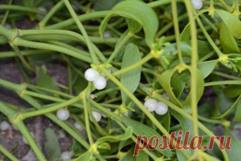 Полив картофеля холодной водой