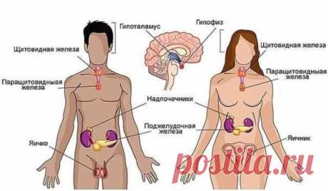 Гормональное расписание