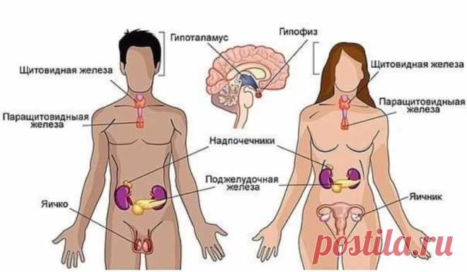 Гормональное расписание