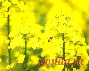 Рапс. Описание, применение, противопоказания, состав и полезные свойства рапса