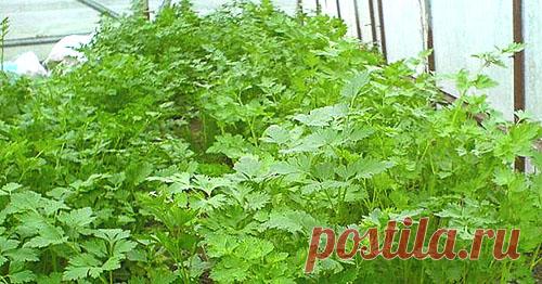 Когда сеять и как вырастить в открытом грунте корневую петрушку, видео Краткая история происхождения корневой петрушки. Опытные огородники делятся секретами выращивания корневой петрушки, особенностями ее возделывания по принципам органического земледелия.