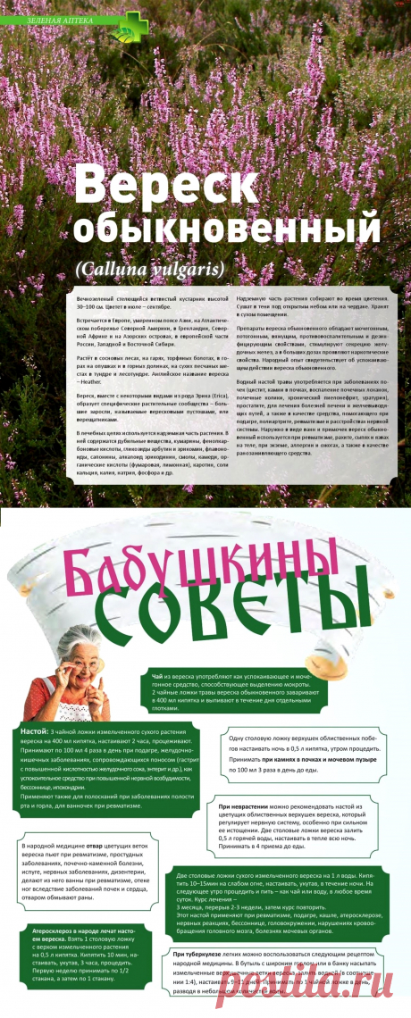 Вереск обыкновенный