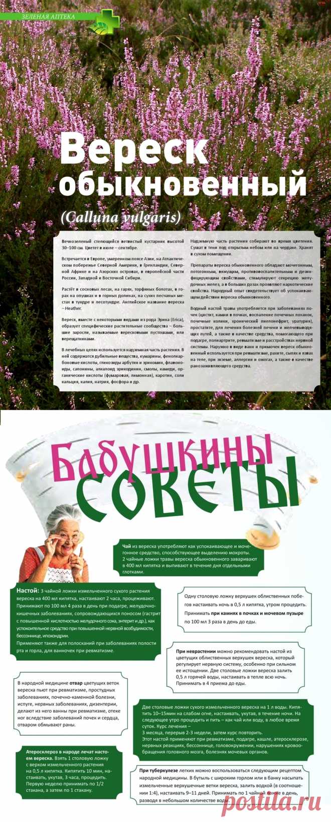 Вереск обыкновенный