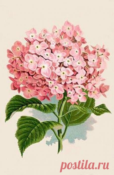 Instant Art Printable Download - Hydrangea Botanical Print