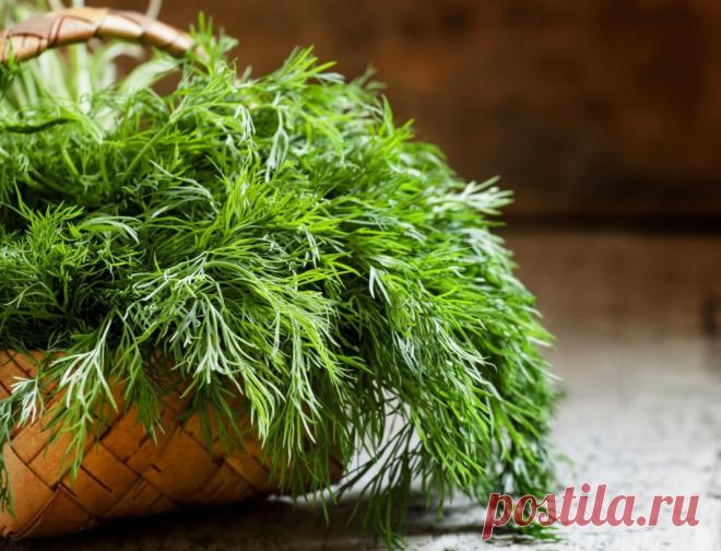 7 хитростей выращивания укропа для длительного употребления зелени