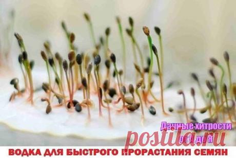 ВОДКА ДЛЯ БЫСТРОГО ПРОРАСТАНИЯ СЕМЯН
Обычно семена моркови, петрушки, сельдерея, укропа и других культур плохо прорастают.
Я прочла такой совет:
Нужно провести предпосадочную обработку семян.
Для этого семена замочить в водке для обеззараживания. Положить в марлевый мешочек и опустить в водку на 15 минут. 
Не больше! 
За это время большая часть эфирных масел, которые "окутывают"семена,растворяется. Затем необходимо несколько раз тщательно прополоскать мешочек с семенами в проточной прохладной во
