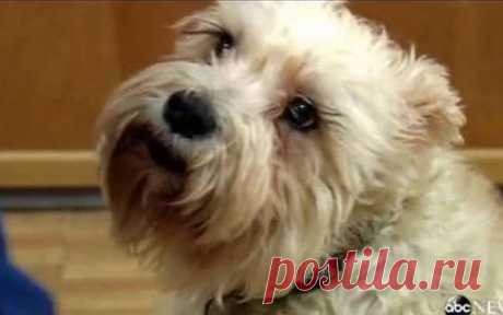 Собака убежала из дома и нашла свою хозяйку в больнице