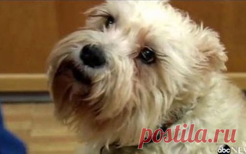 Собака убежала из дома и нашла свою хозяйку в больнице