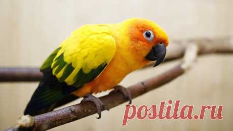 Купила попугая и спрашиваю у него: «Ну что, дурачок, говорить умеешь?» Ответ убил… Порция позитива на целый день!🤣