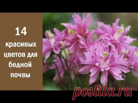 ❀ 14 красивых и неприхотливых цветов для бедной почвы