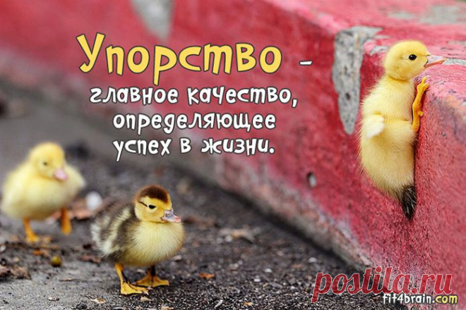 Жизнь в ёлых картинках | Психолог
