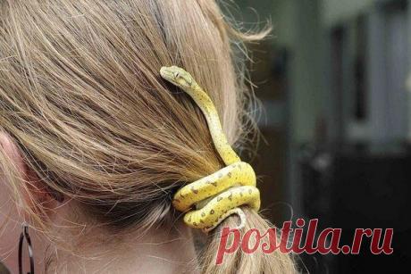 Змею пригрела / Украшения для волос / ВТОРАЯ УЛИЦА