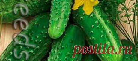 Огурец Алексеич F1, 10 шт. Cucumis sativus
 
Высокоурожайный, раннеспелый (от полных всходов до начала плодоношения 37-43 дня), партенокапический гибрид, предназначенный для выр...