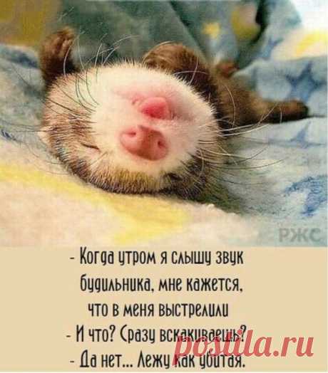 Читаю сейчас у одного мужика в статусе.. -&quot;Ни одна баба не оценила  меня по достоинству....&quot; - Смехопанорама - медиаплатформа МирТесен
