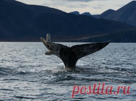 «Указующие персты» Серый кит в проливе Сенявина на Чукотке. Снимал Станислав Зотов: nat-geo.ru/community/user/115999/