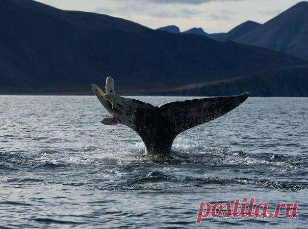 «Указующие персты» Серый кит в проливе Сенявина на Чукотке. Снимал Станислав Зотов: nat-geo.ru/community/user/115999/