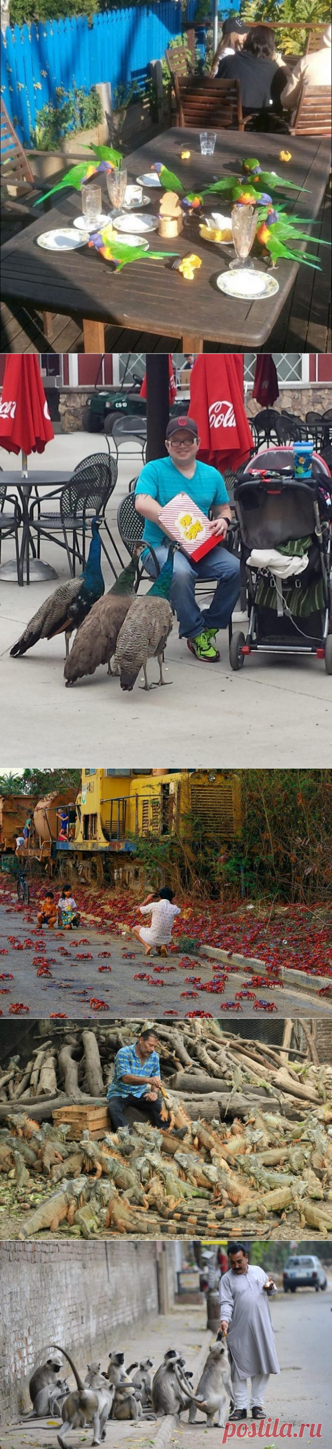 Как выглядят «голуби» в разных странах мира (17 фото) - У нас так