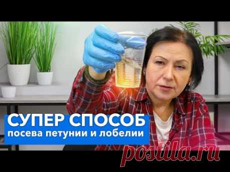 ТАКИМ СПОСОБОМ СЕЯТЬ МЕЛКИЕ СЕМЕНА ПРОЩЕ ВСЕГО! Посев лобелии, бегонии, петунии методом “трех-плех”