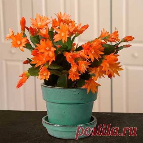 Рипсалидопсис: уход в домашних условиях, виды кактуса Рипсалидопсис (Rhipsalidopsis) является не очень большим эпифитным вечнозеленым кустарником и имеет прямое отношение к семейству кактусовые.