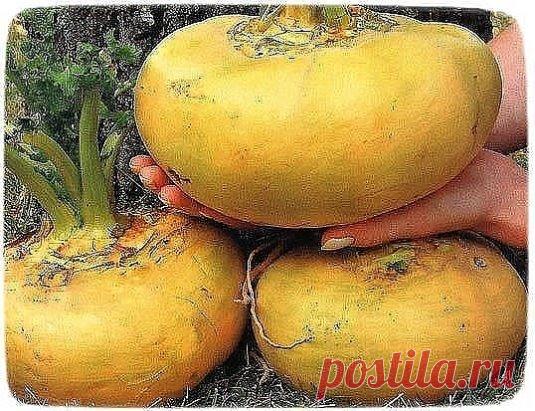 РЕПА☀
Огромную полезность репы учёные знают, но не говорят об этом, так как возврат к своим продуктам - это возврат к самим себе, иными словами - это возвращение божественных энергий.
С тех пор как картофель прочно занял господствующее положение на полях России, «зелёная лепёшка», как раньше называли репу, постепенно утратила свои позиции. Удивительно, но факт, что продукт, сотни лет кормивший всё население страны, наши современники записали в разряд экзотических. Любой малыш сегодня может отли