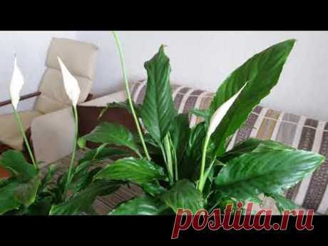 Цветение спатифиллума. Мои секреты.  Почему зеленеют цветы