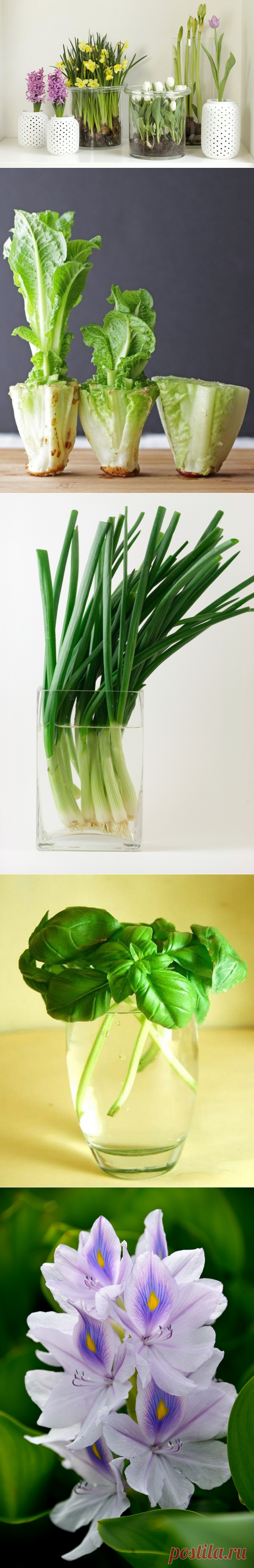 19 растений, которые можно вырастить в вазе с водой в домашних условиях