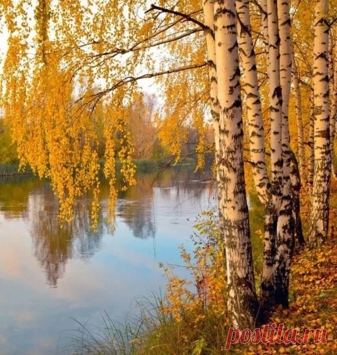 Как грустный взгляд, люблю я осень.
В туманный,тихий день хожу
Я часто в лес и там сижу 
На небо белое гляжу
Да на верхушки темных сосен
Люблю,кусая кислый лист
С улыбкой развалясь ленивой
Мечтой заняться прихотливой
Да слушать дятлов тонкий свист
Трава завяла вся…холодный
Спокойный блеск разлит по ней
И грусти тихой и свободной
Я предаюсь душою всей
Чего не вспомню я?Какие
Меня мечты не посетят
А сосны гнутся,как живые
И так задумчиво шумят