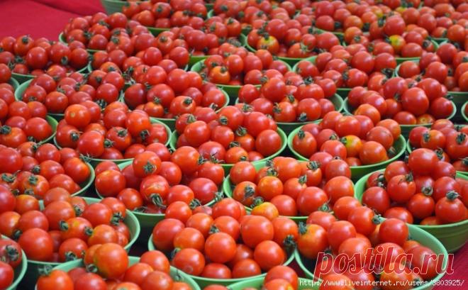 2 ведра томатов с куста — вы тоже так сможете: узнайте секрет!