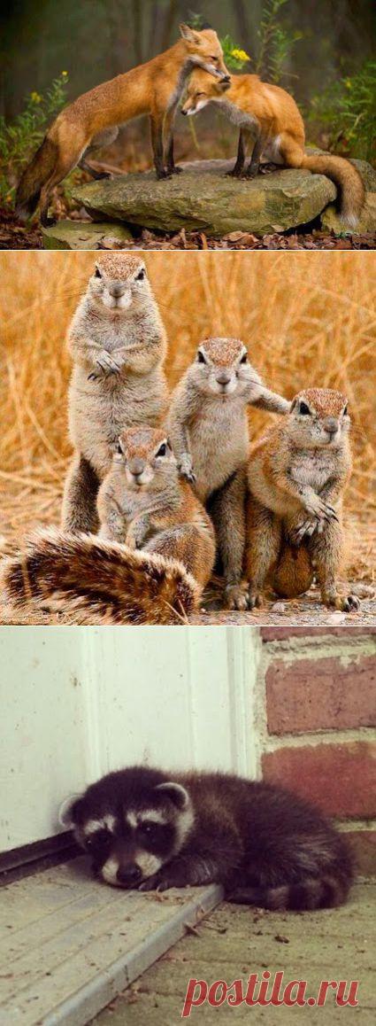 Интересное фото и видео – Фото: Животные – Community – Google+