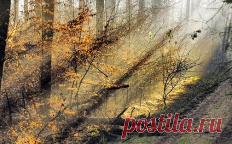 Gold Autumn Wallpapers (152 обоев); Страница 3; Обои для рабочего стола, красивые картинки. Ежедневно