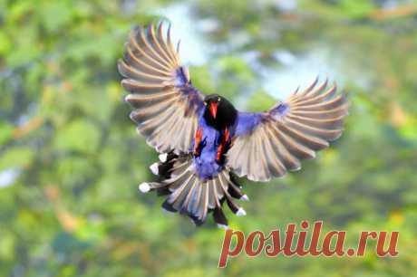 Голубая сорока Тайваня - Blue Magpie Taiwan
Толстоклювая лазоревая сорока (лат. Urocissa caerulea) Считается символом Тайваня.Это один из видов сорок семейства врановых имеющая довольно запоминающуюся внешность.
Птицы обитают в горных районах на высоте 300 - 1200 м.