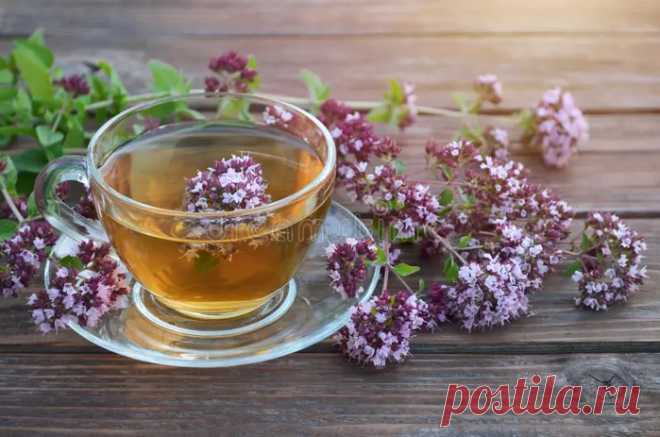 Полезные свойства чая с душицей и рецепты приготовления