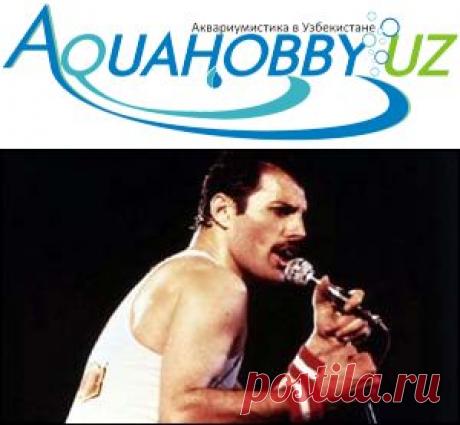Известные люди - неизвестные аквариумисты - Новости - Аквариумистика в Узбекистане