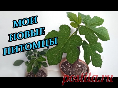 Инжир Далматинский и Муррая Метельчатая мои новые домашние растения - YouTube