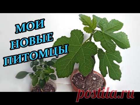 Инжир Далматинский и Муррая Метельчатая мои новые домашние растения - YouTube