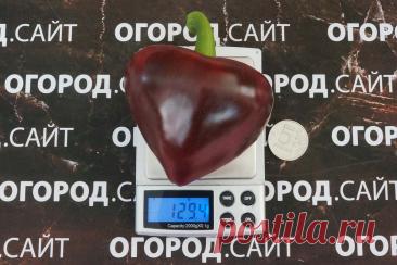 Перец болгарский Леся пурпурная, семена купить | ОГОРОД.сайт