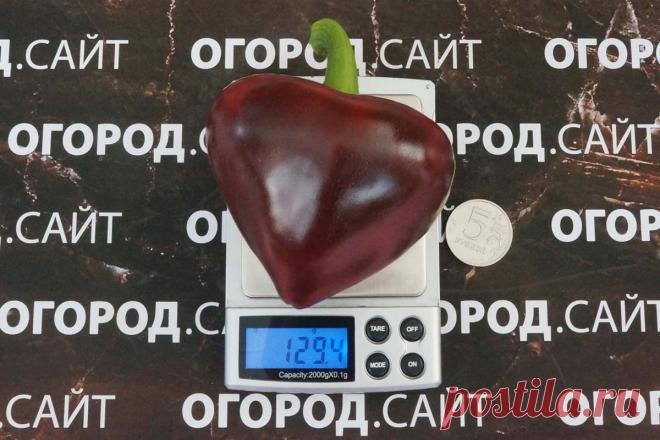 Перец болгарский Леся пурпурная, семена купить | ОГОРОД.сайт