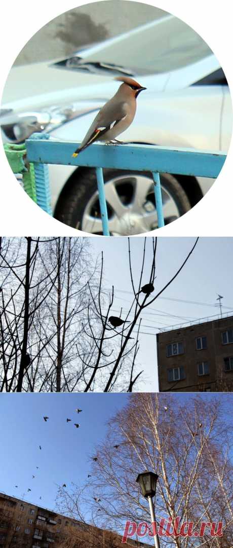 Пыльная кладовка: Прилетели свиристели и обратно улетели