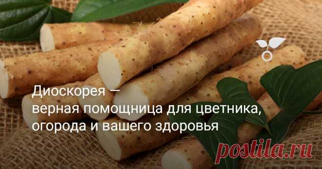 Диоскорея — верная помощница для цветника, огорода и вашего здоровья Во время проживания в Хабаровском крае мне очень уж хотелось заполучить в комнатную коллекцию диоскорею. Люблю зелёные стены в доме, при длинной шестимесячной зиме. Судьба выполнила пожелание по-своему: теперь мы живём на Кубани, и диоскорея растёт у нас в качестве сорняка на границе с лесом. Статья о диоскореях и будет, об очень разных растениях, способных украсить комнаты, сад, накормить и вылечить.
