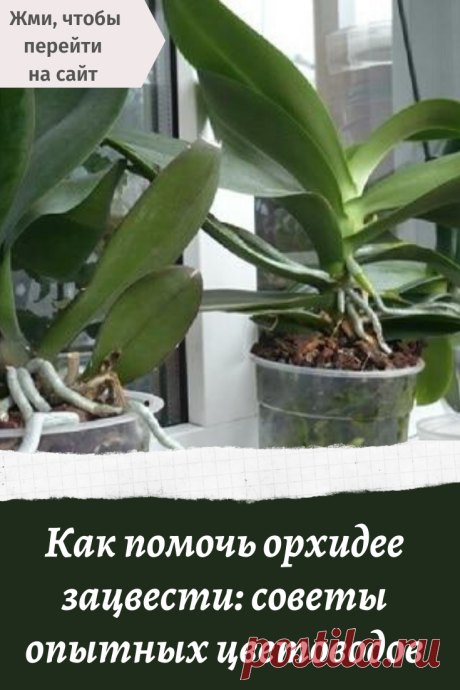 Как помочь орхидее зацвести: советы опытных цветоводов