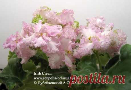 Фиалка Irish Cream - Кофе с Виски и Сливками